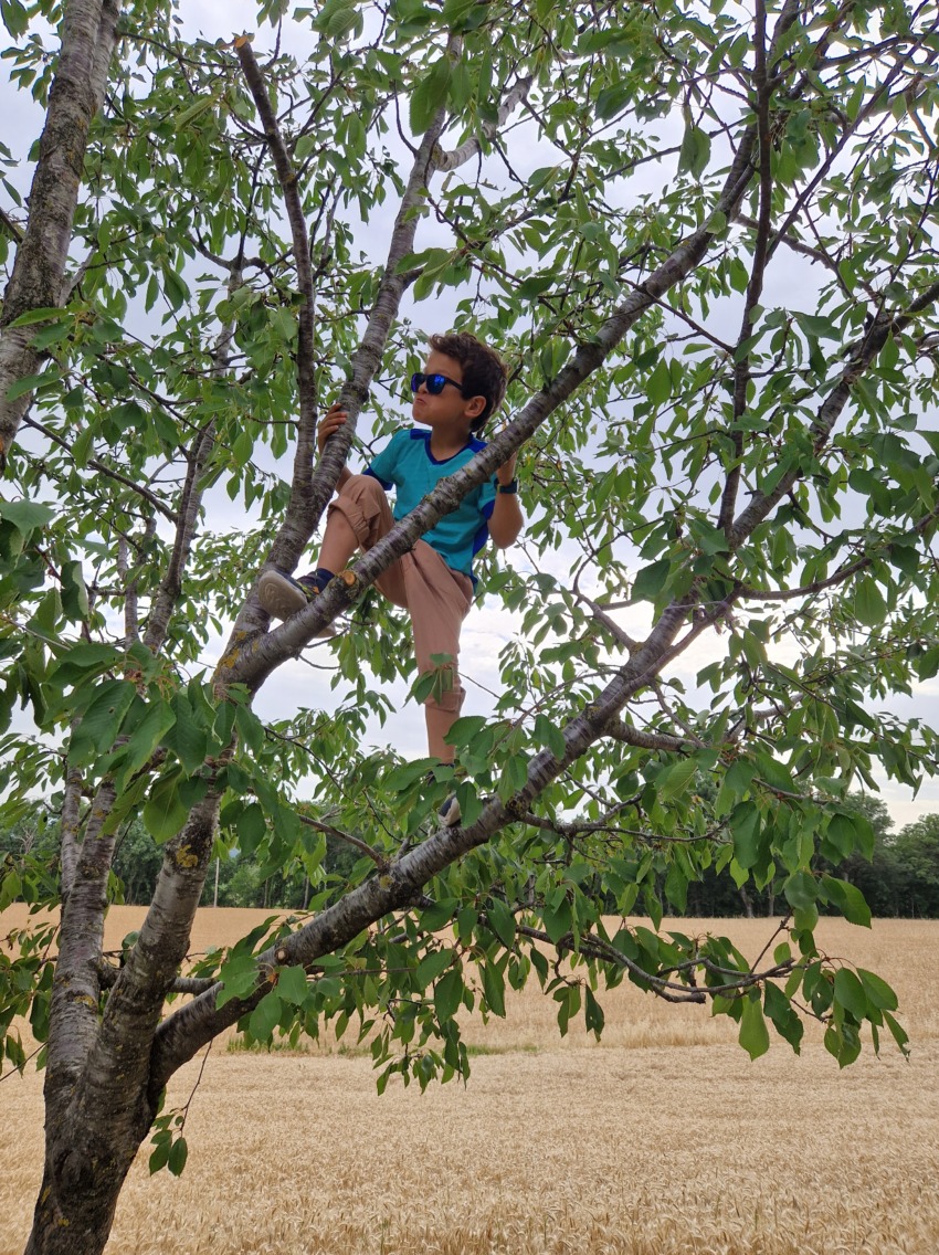 A young boy climbing a tree while wearing handmade brown Style Arc Bobby pants, demonstrating freedom of movement