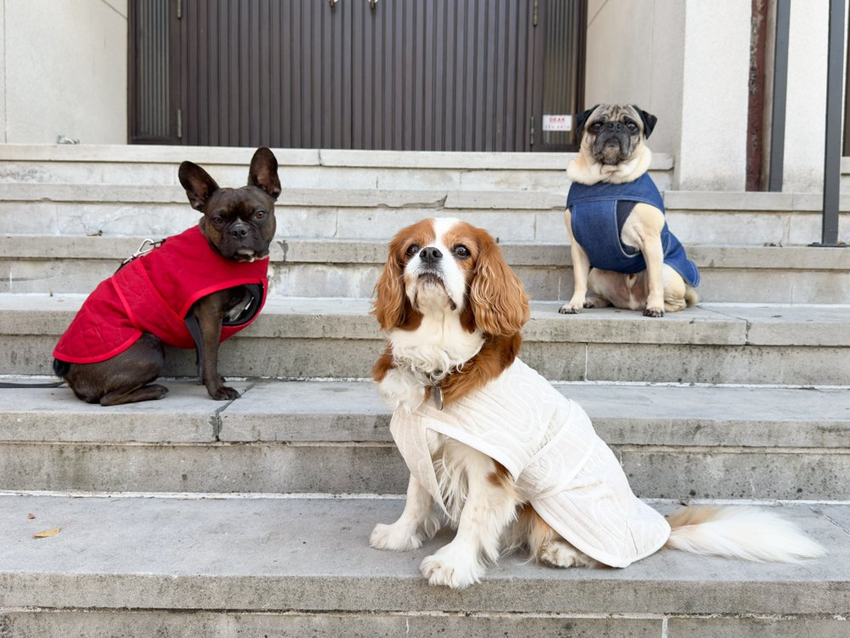Free Dog Coat Pattern by Closet Core Patterns